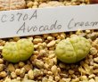 画像2: C370A sub sp eberlanzii Avocado Cream【22-10】