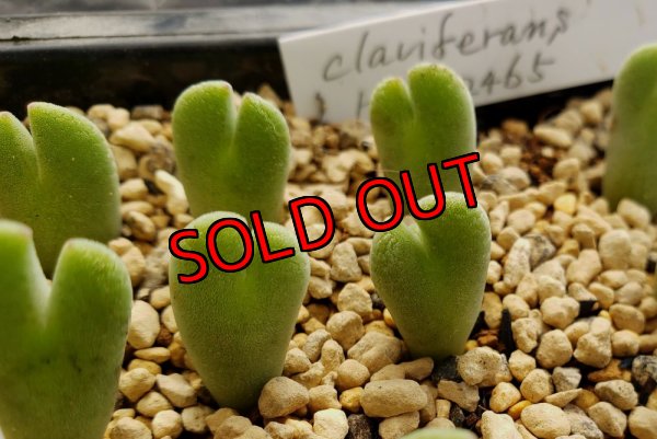 画像5: Claviferans H&M 2465【22-11】