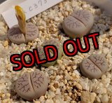 画像:  var. gracilldelineata, C373Vein【25-10】