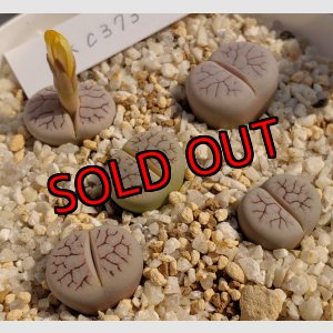 画像:  var. gracilldelineata, C373Vein【25-10】