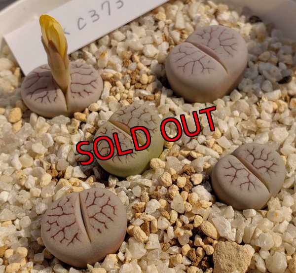 画像1:  var. gracilldelineata, C373Vein【25-10】