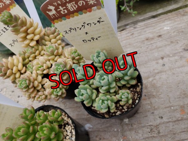 画像3: D/古都の葉さん苗セット/3P　（24-5）