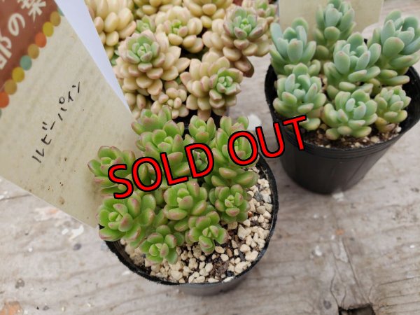 画像2: D/古都の葉さん苗セット/3P　（24-5）