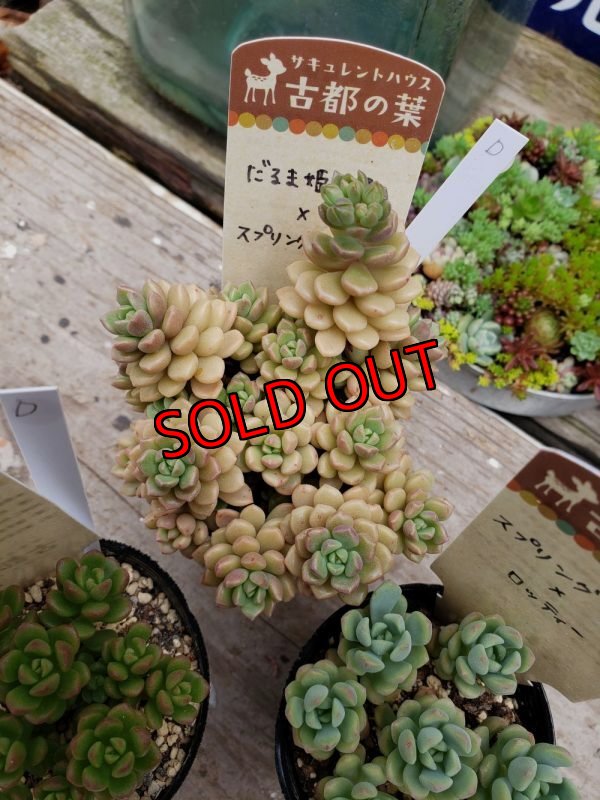 画像4: D/古都の葉さん苗セット/3P　（24-5）