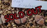 画像: C269 Lithops divergens v. divergens【23-10】