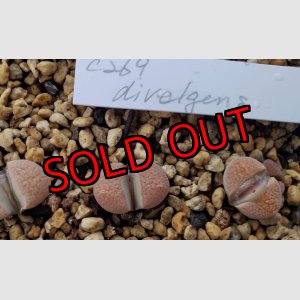 画像: C269 Lithops divergens v. divergens【23-10】