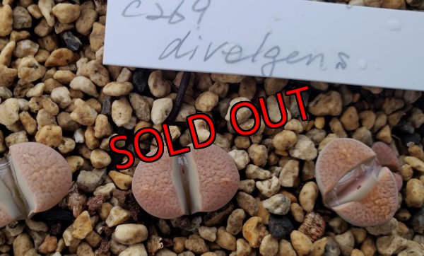 画像1: C269 Lithops divergens v. divergens【23-10】