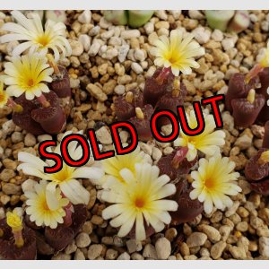 画像: neohallii, ex SH2070 yellow flower 窓/4H【26-10】