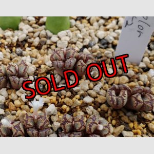 画像: pellucidum v. terricolor SH1252【24-10】