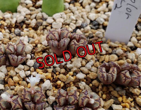 画像1: pellucidum v. terricolor SH1252【24-10】