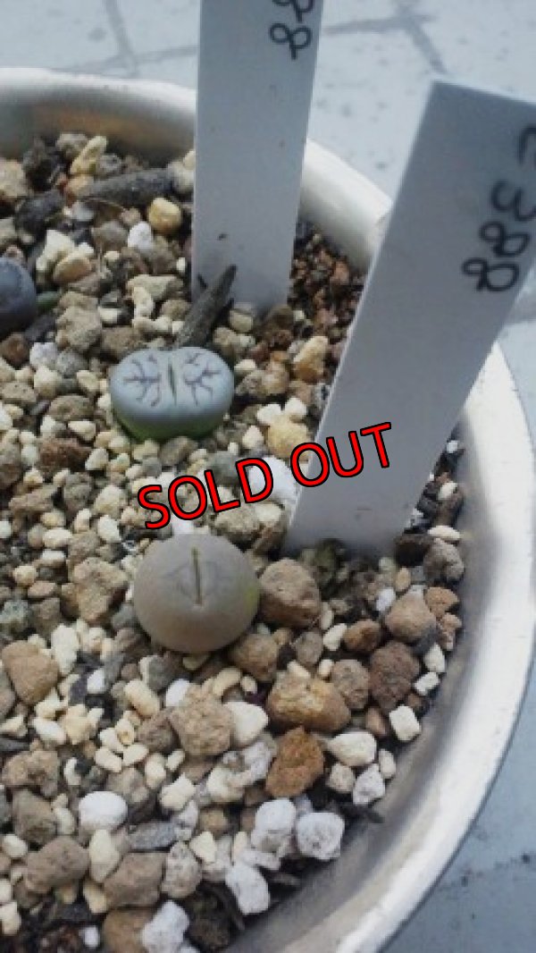 画像2: C388 翆蛾