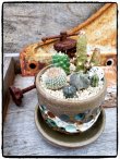 植物レイアウト例