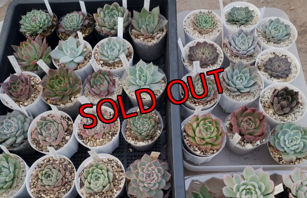 セットに使う植物の1例です。