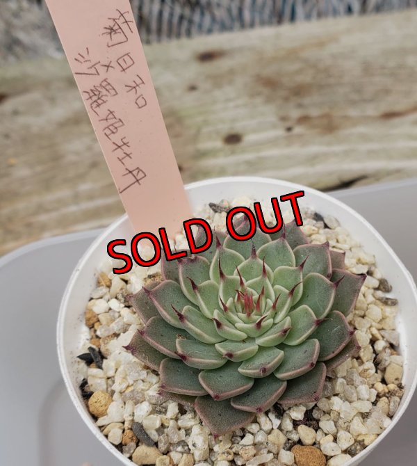 菊日和×沙羅姫牡丹　サイズ色々入ります