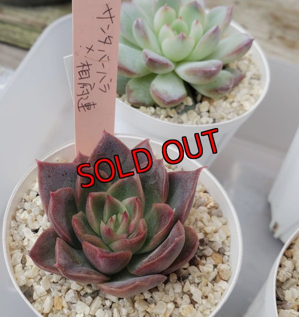 セットに使う植物の1例です。