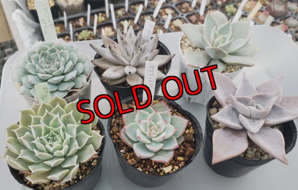 セットに使う植物の1例です。