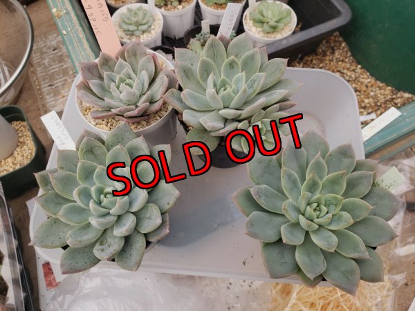 サイズや紅葉具合が色々あります。