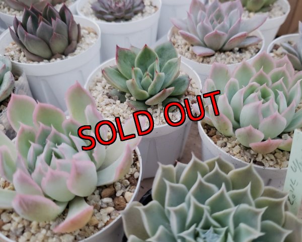 セットに使う植物の1例です。