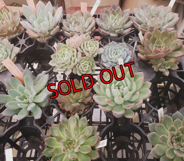 セットに使う植物の1例です。