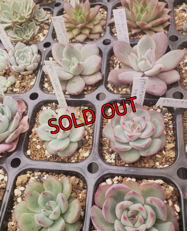 セットに使う植物の1例です。