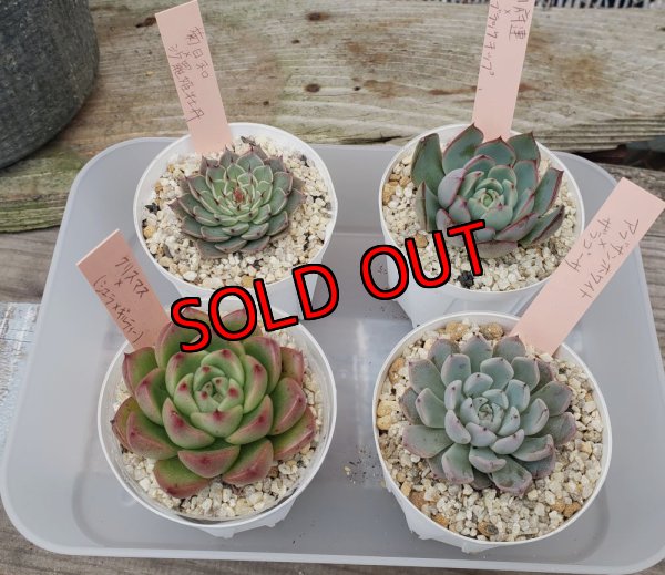 こちらは1例です。