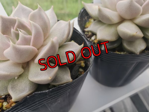 葉に小さな傷があります。