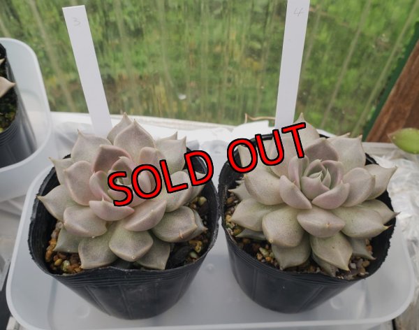 画像7: トバレンシス トバー（23-12）