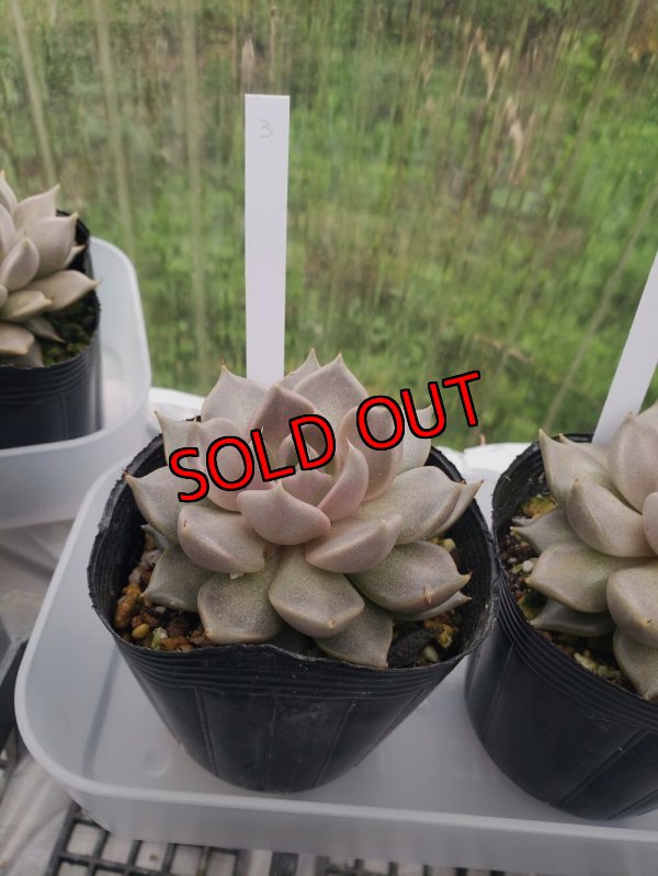 画像5: トバレンシス トバー（23-12）