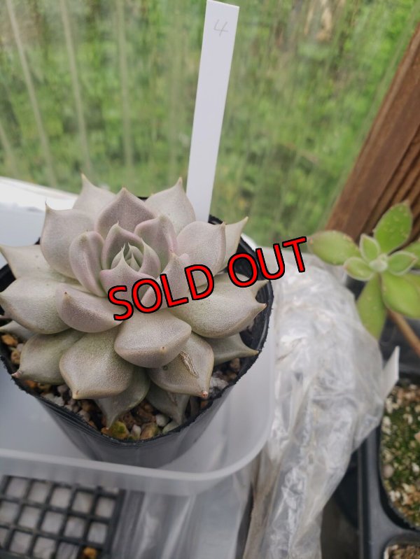 画像6: トバレンシス トバー（23-12）