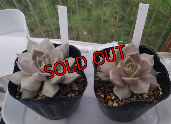 画像8: トバレンシス トバー（23-12）