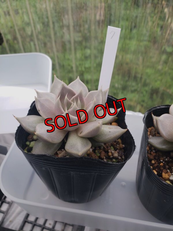 画像10: トバレンシス トバー（23-12）