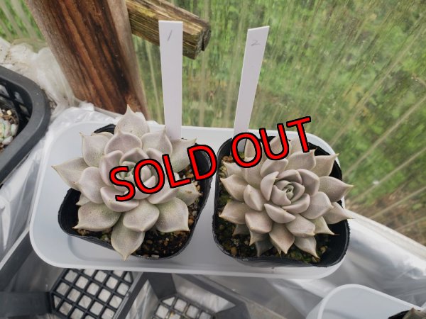 画像2: トバレンシス トバー（23-12）