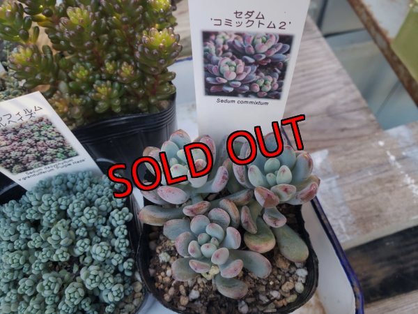 画像2: B/お得なセダム苗セット/5P　（23-12）