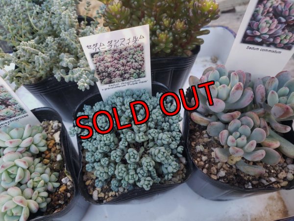 画像3: B/お得なセダム苗セット/5P　（23-12）