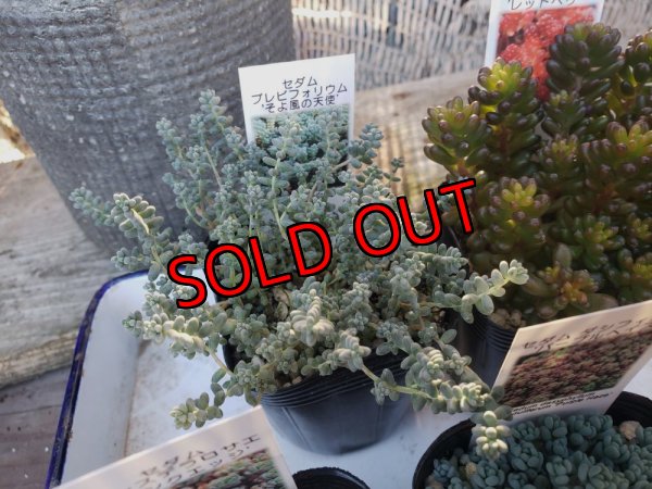 画像5: B/お得なセダム苗セット/5P　（23-12）