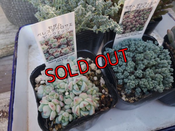 画像4: B/お得なセダム苗セット/5P　（23-12）