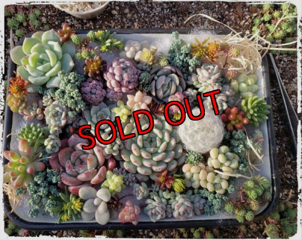 画像3: 寄せ植えカット苗とポット苗のセット（23-12）