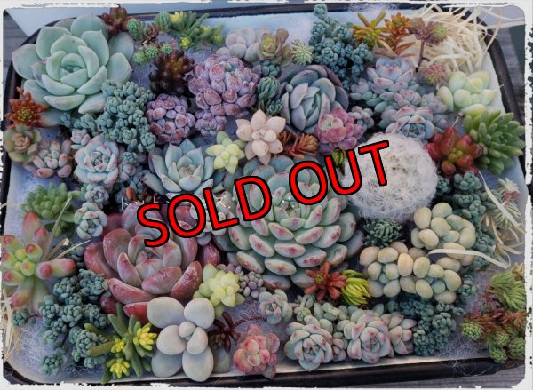 画像7: 寄せ植えカット苗とポット苗のセット（23-12）