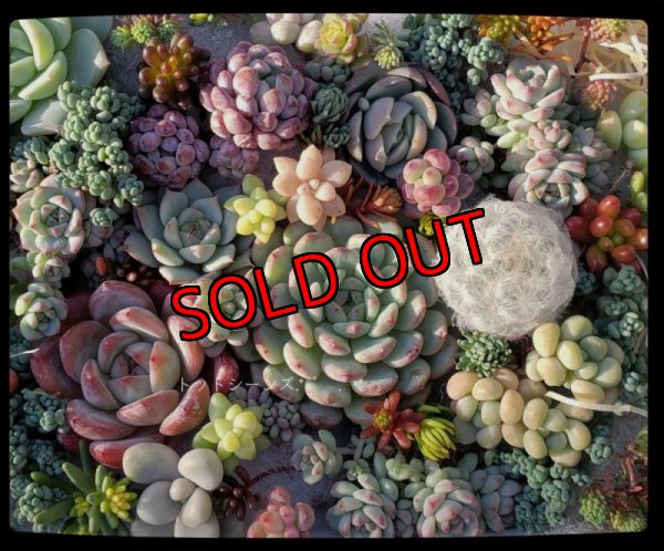 画像6: 寄せ植えカット苗とポット苗のセット（23-12）