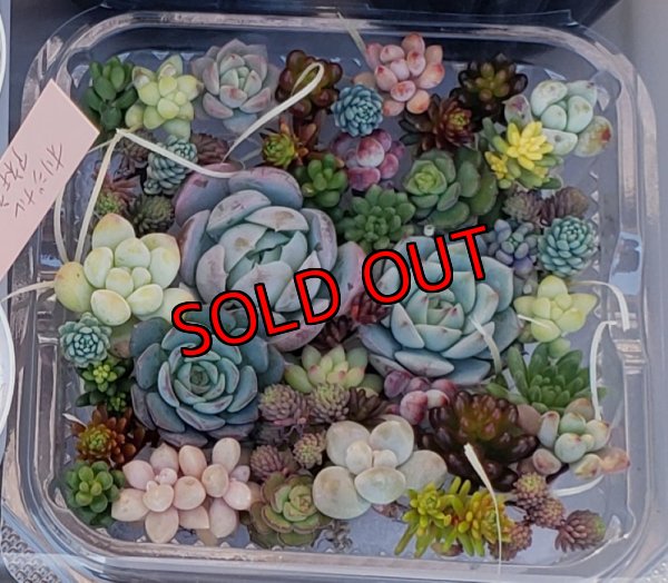 画像5: 寄せ植えカット苗とポット苗のセット（23-12）