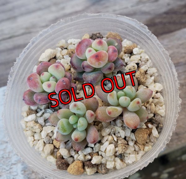 画像4: 寄せ植えカット苗とポット苗のセット（23-12）