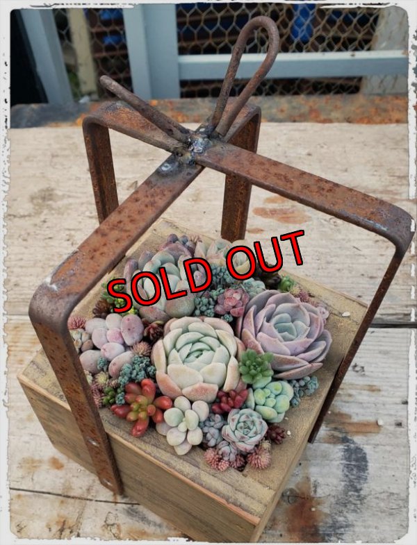 寄せ植え例です