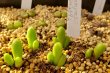 画像4: bruynsii SH2592【24-11/25】