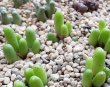 画像5: bruynsii SH2592【24-11/25】