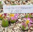 画像3: subterraneum SB1987【24-11/25】