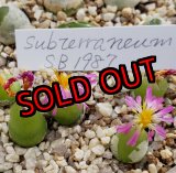 画像: subterraneum SB1987【24-11】