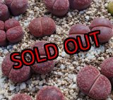 画像: JB.Rudesheim Ruby/2H【25-10】