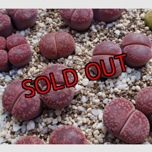 画像: JB.Rudesheim Ruby/2H【25-10】