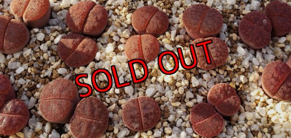 画像2: exC393 Embers/2H 【25-10】