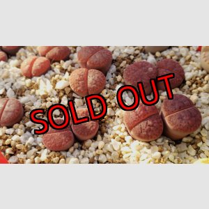 画像: exC393 Embers/2H 【25-10】